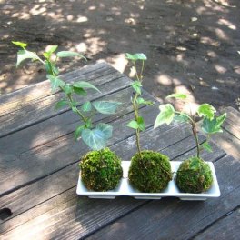 小さな苔玉３兄弟♪ アイビー３つ・器セット アイビー苔玉 こけだま 苔 こけ コケ コケダマ こけ玉 観葉植物