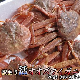 訳あり 活オオズワイガニ 2kg詰 身入り7割前後 送料無料 ※沖縄は送料別途加算