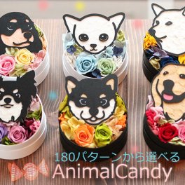 「アニマルキャンディ」プリザーブドフラワー 母の日 ギフト プレゼント 花 誕生日  フラワーアレンジメント 犬 猫 うさぎ  ペット メモリアル プリザーブドフラワーボックス フラワーボックス ボックスフラワー 父の日