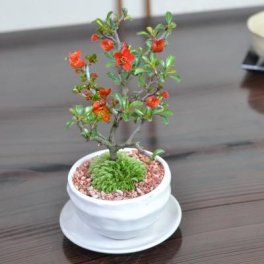 送料無料 盆栽 かわいい赤花を咲かせるミニ長寿梅の盆栽 受け皿付き ミニ長寿梅 万古焼 白 3号 花物盆栽 鉢植え 和 贈り物 趣味 プレゼント 退職 母の日 父の日 誕生日 シニア 昇進 祝い 開店【四季咲き ミニ盆栽 ギフト 盆栽 開店 お祝い 退職 ラッピング 母の日 父の日 敬老の日 誕生日 贈り物 プレゼント 祝い ミニチュア モダン お洒落 かわいい】 母の日