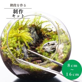 【スターターキット】8－16cm  階段を作れる  苔テラリウム 自作 DIY 制作キット ギフト プレゼント