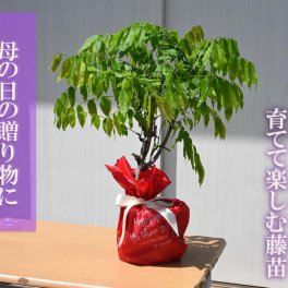 2026年母の日プレゼントに育てる楽しみ鉢花藤盆栽鉢花　藤はお花からとてもいい香りが楽しめます