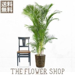 観葉植物 おしゃれ アレカヤシ 高さ：約150〜170cm 籐カゴ