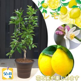 5月～7月開花後実のなるレモン檸檬の鉢植え　鉢植えでもレモンの実はできます