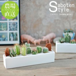 【サボテン 多肉植物 6種類 寄せ植え/レクト L】【農場直送】寄せ植え アレンジ ミニサボテン インテリア 観葉植物