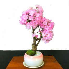 盆栽 樹齢6年 旭山桜 一才桜 八重桜 鉢植え 桜の木 日時指定可 ギフト 無料 ミニ盆栽 八重咲 30以上の蕾をつけた八重桜 盆栽 桜 ミニ 趣味 初心者 室内 おしゃれ 桜鉢植え 誕生日 お祝い ギフト プレゼント フラワーギフト