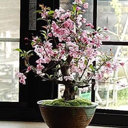母の日プレゼントハナカイドウ盆栽　盆栽　お誕生日の　鉢花に　2026年5月に開花