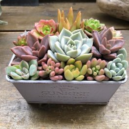 【多肉植物 ブリキ鉢の寄せ植え】★｜ 可愛い もりもり 玄関先に インドアグリーン 観葉植物 ミニサイズ テーブルサイズ カット苗 モリモリ かわいい おしゃれ 紅葉 送料無料｜