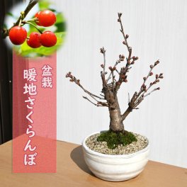 2025年4月花と実が楽しめるさくらんぼ　サクランボ盆栽　おすすめです