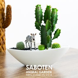 アニマルガーデン  サボテン 寄せ植え 大雲閣 舟形タイプ