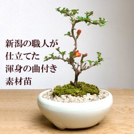 年に数回可憐な花が楽しめます。紅長寿梅 ( べにちょうじゅばい ) 盆栽 万古焼白鉢