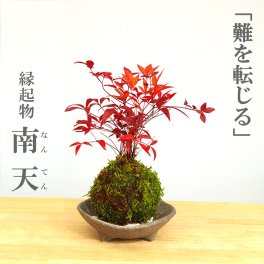 苔玉 南天 ナンテン 器つき 三つ足灰器セット 春から夏には緑色の新葉が秋からは真っ赤な葉  ナンテン 風水 難を転ずる 風水 縁起物 ギフト 贈り物 観葉植物 開運  紅葉 おめでたい 運気を上げる bonsai ミニ盆栽 風水 なんてん 苔 こけ こけだま