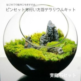 【スターターキット】青龍石 苔テラリウム 作成キット 8-16cm 苔セット 苔 ギフト プレゼントにも
