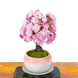 盆栽 旭山桜 苔装飾 日時指定可 ギフト 無料 ミニ盆栽 八重咲 20以上の蕾をつけた八重桜 盆栽 桜 ミニ 趣味 初心者 室内 おしゃれ 桜鉢植え 誕生日 お祝い ギフト プレゼント フラワーギフト