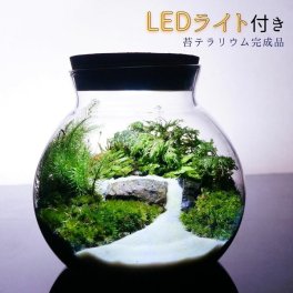 【完成品】選べる３サイズ LEDライト付 ボトルテラリウム 苔テラリウム 川の流れる風景 テラリウム プレゼント 木化石 観葉植物 母の日 父の日 苔 テラリウム おしゃれ 贈り物 インテリア グリーン ギフト