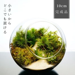 【完成品】 10cm 苔テラリウム テラリウム 沢のせせらぎ プレゼント 観葉植物 インテリア ラッピング対応 植物 贈り物 苔 テラリウム プレゼント 木化石 観葉植物 母の日 父の日 苔 テラリウム おしゃれ 贈り物 インテリア グリーン ギフト