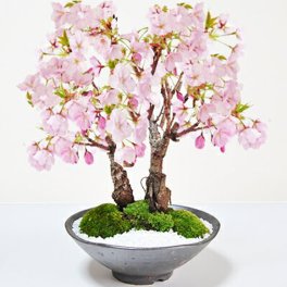 送料無料 桜 盆栽 さくら 桜 盆栽 旭山桜　2本植 観葉植物 鉢植え 和 贈り物 趣味 プレゼント 退職 母の日 父の日 誕生日 シニア 昇進 祝い 開店 【盆栽 桜 満開桜 さかづきの器。桜盆栽育て方冊子と肥料付きお家でお花見 1才桜 旭山 盆栽桜 さくら sakura 鉢植え 観葉植物 花見 お祝い ギフト 盆栽 開店 お祝い 退職 ラッピング 母の日 父の日 敬老の日 】