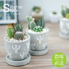 【サボテン 多肉植物 3種類 寄せ植え/レリーフPOT S】【農場直送】【選べるアレンジ】寄せ植え アレンジ ミニサボテン インテリア 観葉植物