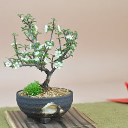 送料無料 白い小さい花がかわいい白紫檀(しろしたん)の盆栽 