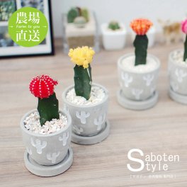 【サボテン カラフル牡丹/レリーフPOT S】【農場直送】緋牡丹 ミニサボテン インテリア 観葉植物