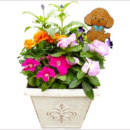 季節の寄せ植え 春夏 アンティーク調 スクエアプランター ホワイト　ギフトにも最適な季節のお花を寄せ植えに。【ギフト プレゼント ガーデンピック 玄関 ベランダ 送料無料 沖縄・離島を除く】