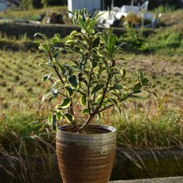 前島 沈丁花 鉢植え 2026年3月頃開花