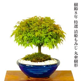 盆栽 もみじ 希少 清姫もみじ 日時指定可 樹齢8年 もみじ Wプレゼント特典 枝振り 最良 丸笠樹形 仕立て 【盆栽 室内 初心者 おしゃれ 観葉 シンボルツリー 記念樹 インテリア もみじ ギフト 誕生日 盆栽 ギフト】