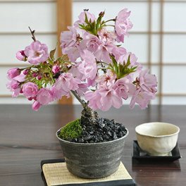 送料無料 桜の鉢植えを楽しむなら盆栽がおすすめ 自宅でお花見 桜盆栽盆栽 桜 風流な盆栽 【送料無料 ミニ盆栽 陶器鉢4号 盆栽ギフト かわいい おしゃれ 初心者 贈り物 ギフト プレゼント 誕生日 バレンタイン さくら 母の日 sakura bonsai ぼんさい】