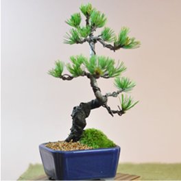 盆栽 五葉松 ミニ盆栽　人気 お試し 観葉植物 鉢植え 和 贈り物 趣味 プレゼント 退職 母の日 父の日 誕生日 シニア 昇進 祝い 開店 盆栽【はじめての盆栽五葉松 送料無料 ミニ盆栽 趣味 定年 余暇 遊び 父の日 敬老 お祝い フラワーギフト 贈り物 プレゼント ギフト 開店 お祝い 退職 ラッピング 母の日 父の日 敬老の日 誕生日】お試し盆栽 五葉松小[焼杉敷板付]