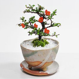 送料無料 盆栽 長寿梅中白掛鉢 白掛受皿付き 観葉植物 鉢植え 和 贈り物 趣味 プレゼント 退職 母の日 父の日 誕生日 シニア 昇進 祝い 開店 長寿梅 信楽鉢【人気の長寿梅 信楽鉢 赤い花 四季咲き ミニ盆栽 ギフト 盆栽 開店 お祝い 退職 ラッピング 母の日 父の日 敬老の日 誕生日 贈り物 プレゼント 祝い お洒落 かわいい 】 母の日