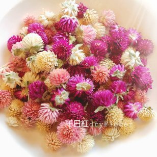 千日紅ミックスカラー【約45輪】