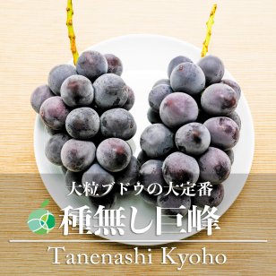 種なし巨峰　ぶどう　贈答用　約1kg　2-3房　長野県産　プレゼント　フルーツ　ギフト　お礼　お見舞い　お供え