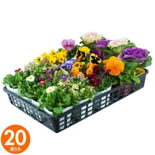 花苗 セット 送料無料 秋のお花おまかせ20ポット ガーデニングに最適です。沖縄・離島を除く