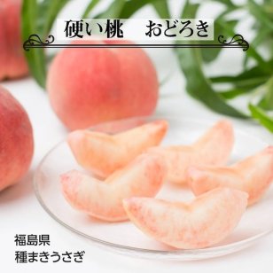 【予約】桃【種まきうさぎ】硬い おどろき 3kg（7～11個） もも 福島県 伊達市 《8/12～8/中旬出荷》フルーツ 送料無料【一部地域を除く】