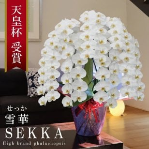 【プレミアム】純国産 胡蝶蘭 花持ち長い 大輪7本立ち 80輪～ 70,900円【雪華(せっか)白】 画像配信あり 産地直送 お祝い プレゼント 花 贈り物 敬老の日ギフト お供え お誕生日 開店祝 開業祝 移転祝 就任祝 昇進祝 当選祝 当日発送 日本橋 銀座 王立園芸協会登録商品