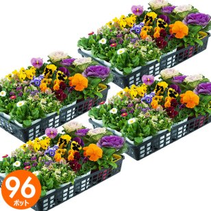 花苗 セット 送料無料 秋のお花おまかせ96ポット ガーデニングに最適です。沖縄・離島を除く