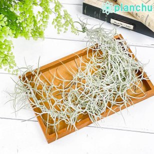 PLANCHU メール便発送 エアプランツ ティランジア ウスネオイデス 太葉 Mサイズ 1束 W8×H40cm前後 育て方説明書付き Tillandsia usneoides エアープランツ チランジア