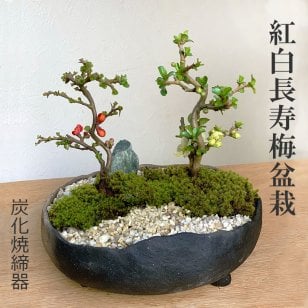 年に数回可憐な花が楽しめます【紅白長寿梅（コウハクチョウジュバイ）の寄せ植え盆栽（炭化焼締鉢）】