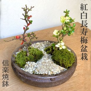 年に数回可憐な花が楽しめます【紅白長寿梅（コウハクチョウジュバイ）の寄せ植え盆栽（信楽焼鉢）】