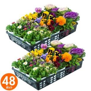 花苗 セット 送料無料 秋 お花おまかせ48ポット ガーデニングに最適です。沖縄・離島を除く