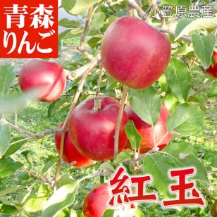 １０月下旬頃から発送開始　青森りんご 紅玉 こうぎょく ●家庭用10C箱(10kg箱:約36～50個入)