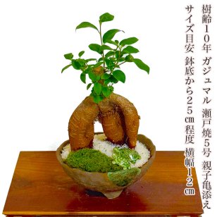 人気ギフト ガジュマル 10年もの 幸福の木 健康長寿 選べる鉢色 日時指定可 育て方ガイド付 ミニ観葉 Wプレゼント 《幸運招来》癒し与えるコンパクト観葉 人気 ギフト インテリアグリーン 【シンボルツリー 誕生日 プレゼント 癒し 観葉 お祝い ギフト 送料無料 ぼんさい】