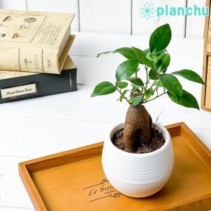 PLANCHU 観葉植物 ガジュマル 3号丸鉢 受け皿付き 育て方説明書付き Ficus microcarpa フィカス ミクロカルパ 精霊の宿る木