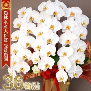 胡蝶蘭 大輪 ３本立ち 蕾含む36輪以上 送料無料 ヤマト [r-tai0009-f] 開店祝い 開業 誕生日 長寿 結婚記念日 金婚式 お供え 生花 株主総会 選挙 当選 祈願 仏花 お悔み 開院 開業 移転 ギフト 贈り物 還暦 古希 喜寿 傘寿 米寿 卒寿 白寿 百寿 御供 受賞 受章 退職 就任 栄転 昇進 新築 竣工 落成 新装 周年記念 式典 発表会 内祝 年忌 法要