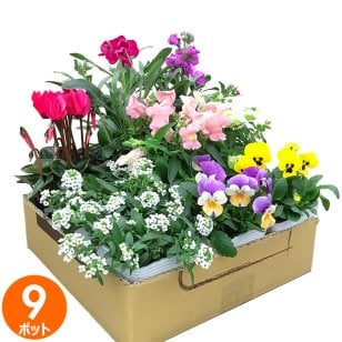 花苗 セット 送料無料 秋 のお花おまかせ9ポット ガーデニングに最適です。 沖縄・離島を除く