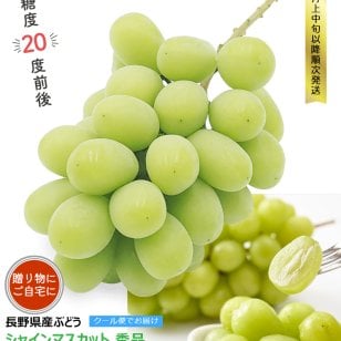 長野県産 ぶどう シャインマスカット 秀品 贈答用 果物 フルーツ お取り寄せ 産地直送 【送料無料(一部地域除く)】