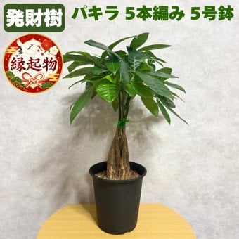 観葉植物 パキラ グラブラ 5本編み 5号 高さ約45cm マネーツリー 発財樹 縁起物 金運 風水 育てやすい 耐陰性 インテリア 玄関 リビング 新築祝い 開店祝い 開業祝い 移転祝い 周年祝い 引っ越し祝い 誕生日 お祝い ギフト プレゼント おしゃれ