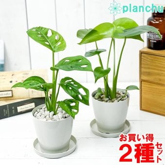 PLANCHU 観葉植物 モンステラ ＆ マドカズラ 2種セット 3.5号鉢 受け皿付き 育て方説明書付き