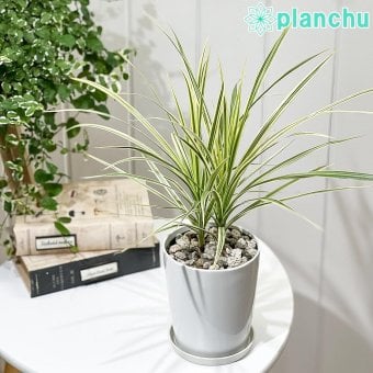 PLANCHU 観葉植物 ドラセナ マルギナータ ホワイボリー 4号鉢 受け皿付き 育て方説明書付き Dracaena marginata ‘Whivory’ 真実の木 マジナータ コンシンネ コンシナ