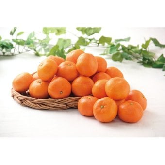 送料無料 お歳暮 香川県産 金時紅みかん5kg  ※12月5日?12月25日出荷 北海道・沖縄・離島は配達不可 全国送料無料御中元ギフト早割お中元2026御中元御見舞お見舞いお取り寄せグルメスイーツ